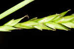 Darkgreen sedge